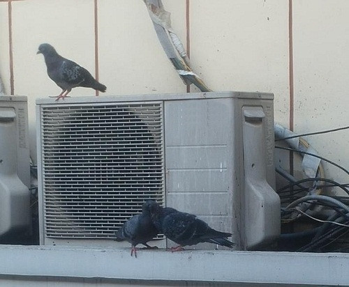 Chú chim ngoài cuộc. 10-anh-hai-hot-nhat-facebook-trong-ngay-5