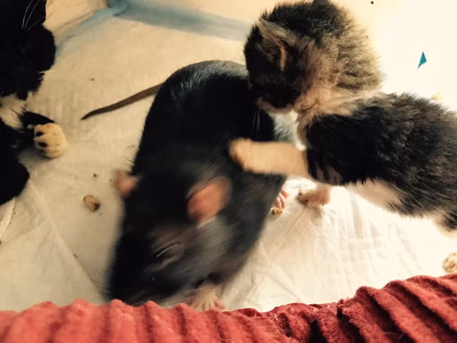  Hai con chuột được nuôi cùng mèo con từ khi còn nhỏ 