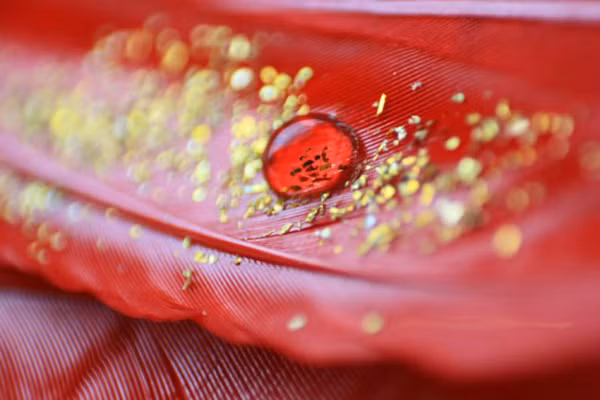 Nhóm máu hiếm nhất thế giới được ví quý như vàng ròng