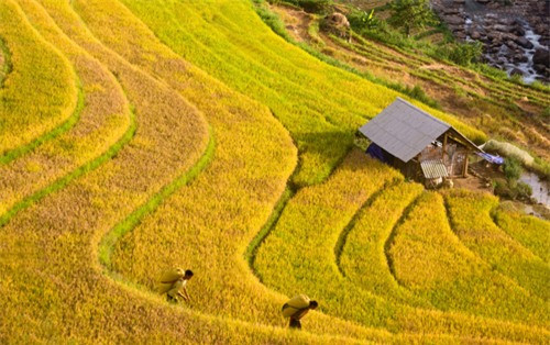 Mùa vàng vùng cao