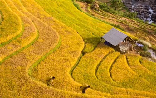 Mùa vàng vùng cao