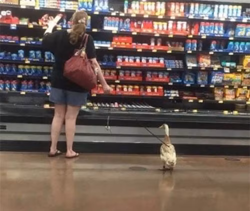 Dẫn thú cưng đi mua sắm.