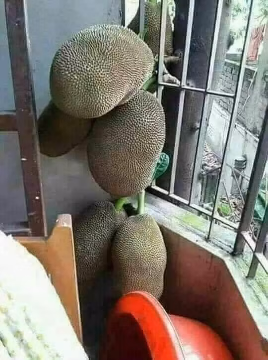 Khung cửa sổ 2 nhà cuối phố. Chẳng hiểu vì sao không khép bao giờ.