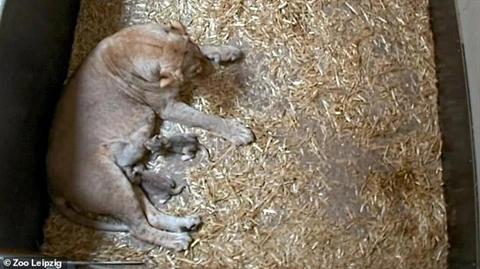 Sư tử mẹ Kigali và hai con non thời điểm trước khi xảy ra vụ việc.