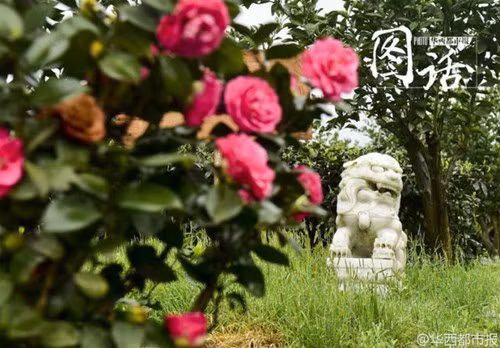 Choáng váng với mức giá nửa tỷ của ngôi mộ... thú cưng - ảnh 7