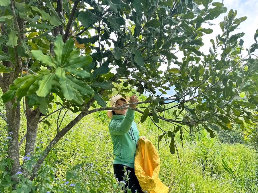 Cây mắc ca ở xã Sơn Liên.