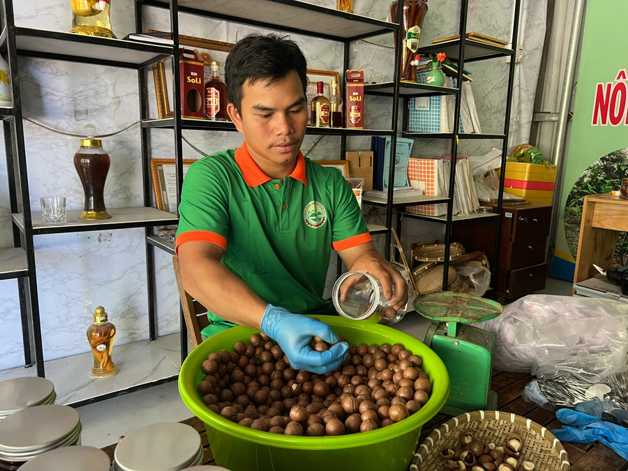 Sản phẩm hạt mắc ca của Hợp tác xã nông nghiệp và dịch vụ Sơn Liên.