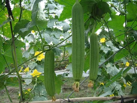 Mướp có thể chế thành nhiều bài thuốc hay 