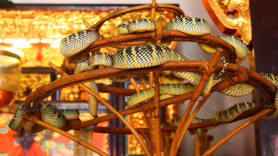 ghe tham ngoi den toan ran doc bo lom ngom tren dau du khach - 4