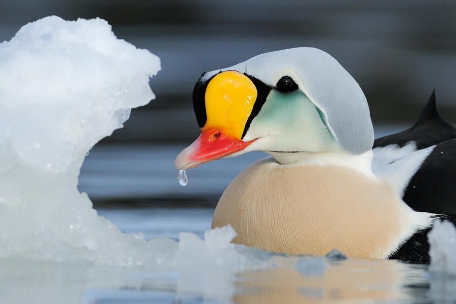 Những bức ảnh về chim đẹp nhất thế giới