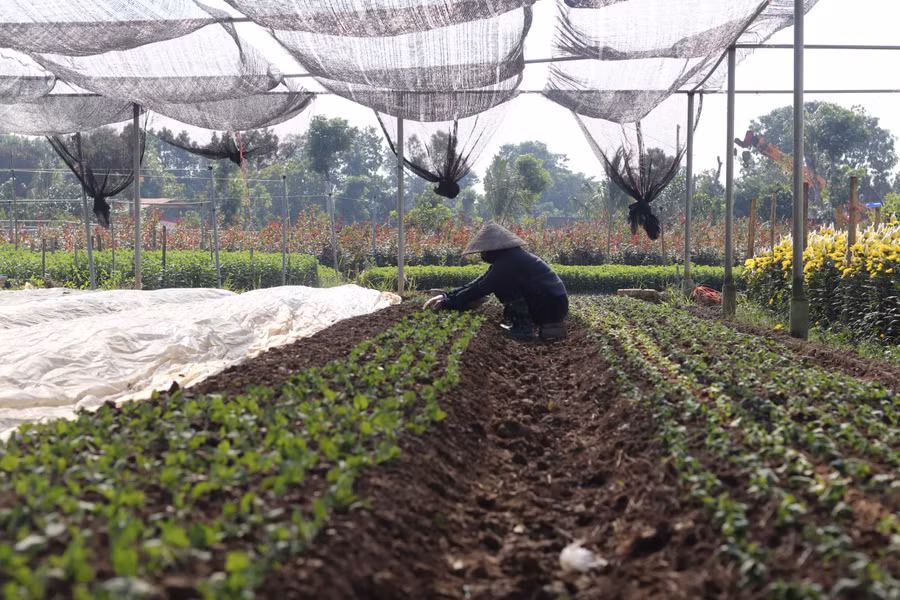 Ông Nguyễn Hữu Hồng, Chủ tịch Hội Nông dân phường Đông Cương cho biết, bình thường trong năm diện tích trồng hạn chế hơn, tuy nhiên cứ vào dịp Tết diện tích sẽ tăng lên đáng kể.