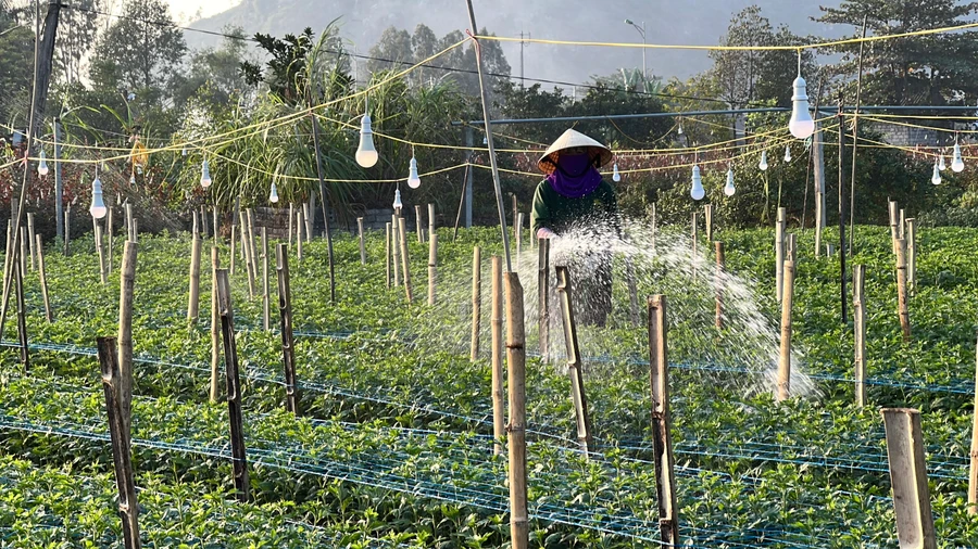 Làng hoa Đông Cương tất bật chuẩn bị những công đoạn cuối cùng để cho lứa hoa phục vụ thị trường Tết.