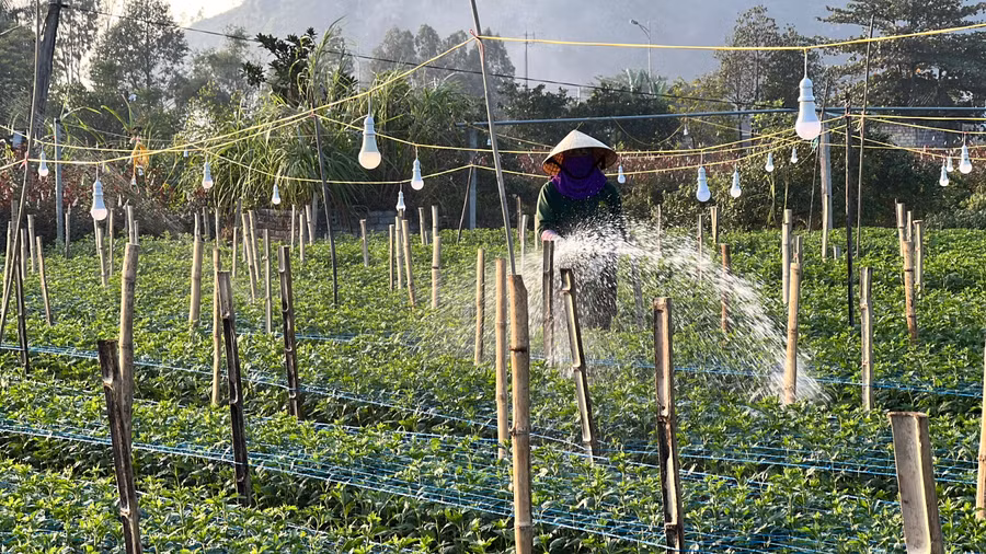 Làng hoa Đông Cương tất bật chuẩn bị những công đoạn cuối cùng để cho lứa hoa phục vụ thị trường Tết.