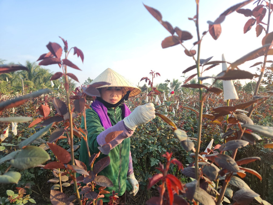 Chị Nguyễn Thị Hiền, phố 1, phường Đông Cương cho biết, gia đình chị trồng 3-4 vạn hoa hồng và hoa cúc cung ứng cho thị trường Tết. Trừ hết chi phí, mỗi năm gia đình chị thu về khoảng 100 triệu đồng.