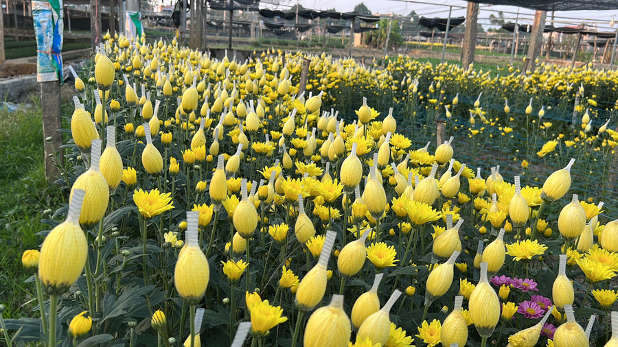 &quot;Hoa Đông Cương rất được ưa chuộng do có màu sắc rực rỡ, lâu tàn hơn so với hoa nơi khác nhập về. Thu nhập từ nghề trồng hoa lên đến khoảng 600 triệu/ha/năm. Nghề trồng hoa cho thu nhập gấp nhiều lần so với trồng lúa. Địa phương đang tiếp tục chuyển đổi một số diện tích trồng cây kém hiệu quả sang trồng hoa&quot;, ông Nguyễn Hữu Hồng, Chủ tịch Hội nông dân phường Đông Cương chia sẻ thêm.