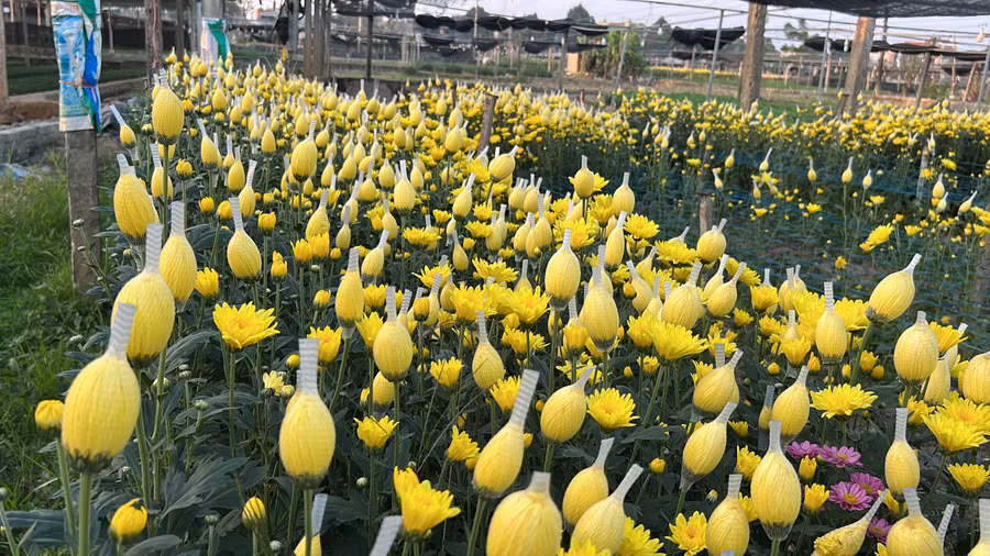 "Hoa Đông Cương rất được ưa chuộng do có màu sắc rực rỡ, lâu tàn hơn so với hoa nơi khác nhập về. Thu nhập từ nghề trồng hoa lên đến khoảng 600 triệu/ha/năm. Nghề trồng hoa cho thu nhập gấp nhiều lần so với trồng lúa. Địa phương đang tiếp tục chuyển đổi một số diện tích trồng cây kém hiệu quả sang trồng hoa", ông Nguyễn Hữu Hồng, Chủ tịch Hội nông dân phường Đông Cương chia sẻ thêm.