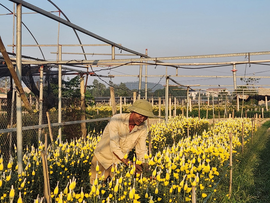 Còn gia đình ông Nguyễn Hữu Nghị (phố 1, Đông Cương) ngoài hoa cúc, hoa hồng, dịp Tết gia đình ông trồng thêm hoa ly và hoa lay ơn. Mỗi năm ông bỏ ra khoảng 400 triệu tiền giống, trừ hết chi phí ông cũng &quot;bỏ túi&quot; được 1 nửa số tiền bỏ ra.