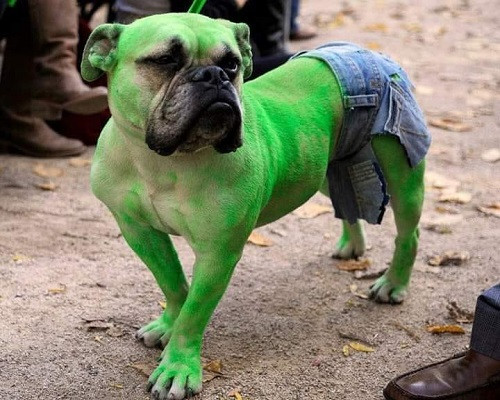 Chó khổng lồ xanh. Chó khổng lồ xanh.