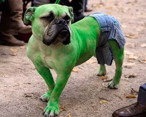 Chó khổng lồ xanh.