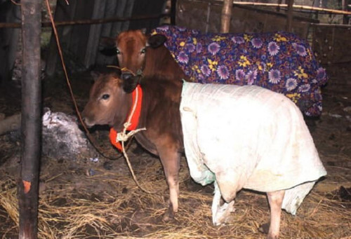 Mùa đông không lạnh của bò. Mùa đông không lạnh của bò.