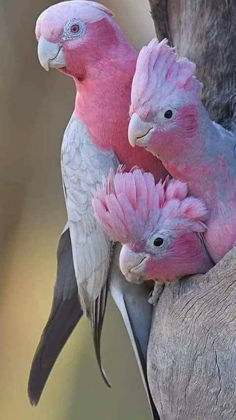 Cả nhà thương nhau Cả nhà thương nhau