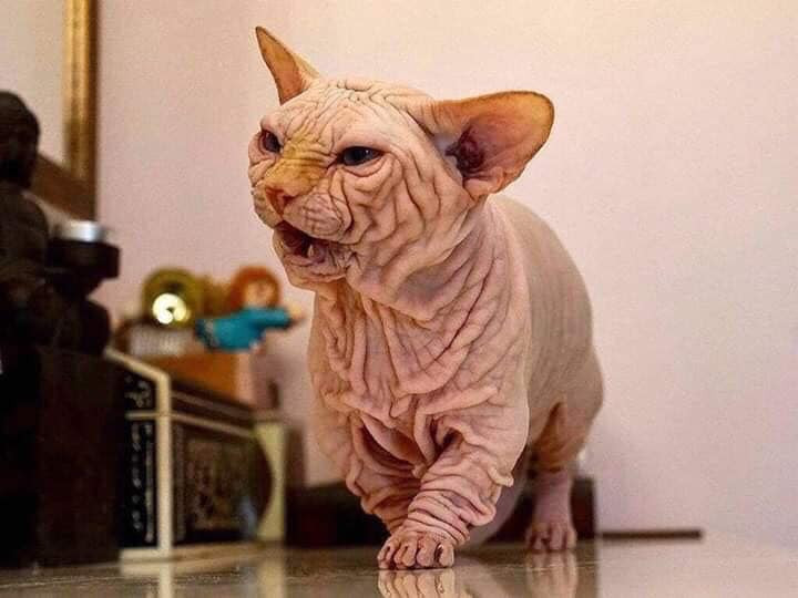 Họ cứ bảo em già Họ cứ bảo em già