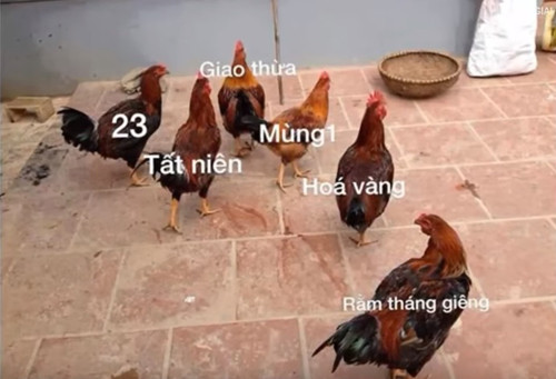 Phim kinh dị của gà mỗi khi Tết đến. Phim kinh dị của gà mỗi khi Tết đến.