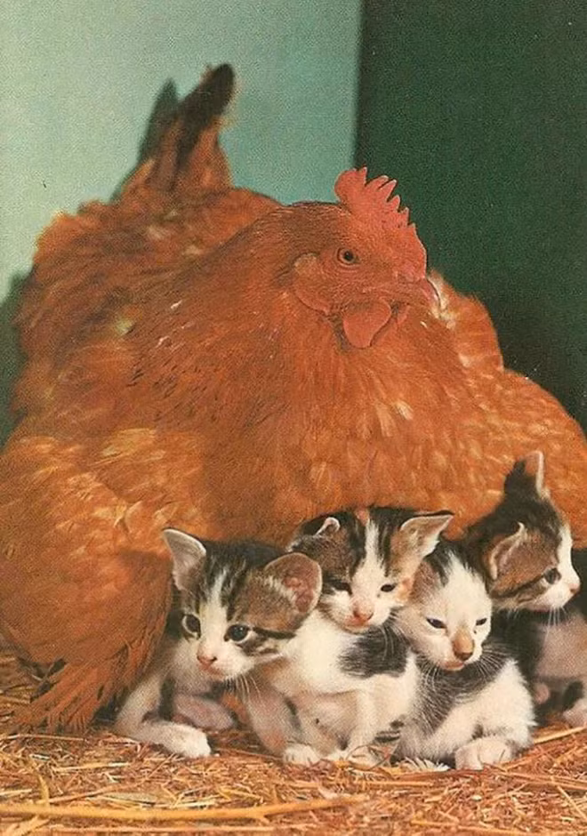 Những hình ảnh hài hước chứng minh gà mới đích thị là mẹ muôn loài - Ảnh 12.