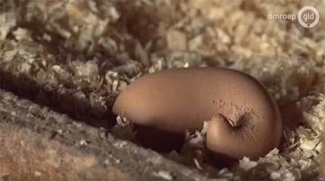 sang day, vao chuong thay qua trung ga ky la y het... cuc phan hinh anh 2