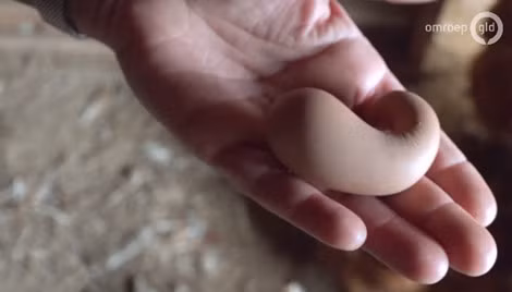 sang day, vao chuong thay qua trung ga ky la y het... cuc phan hinh anh 3