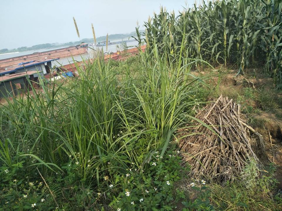 Khu vực dọc bờ sông Hồng trên địa phận xã Tiến Đức (huyện Hưng Hà, Thái Bình) là hàng chục điểm tập kết cát sỏi sau khi khai thác dưới sông lên Khu vực dọc bờ sông Hồng trên địa phận xã Tiến Đức (huyện Hưng Hà, Thái Bình) là hàng chục điểm tập kết cát sỏi sau khi khai thác dưới sông lên