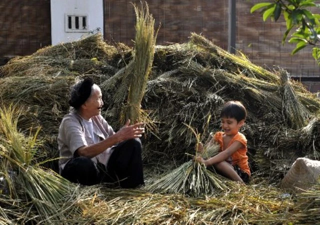 Nội, tôi và cây xà cừ