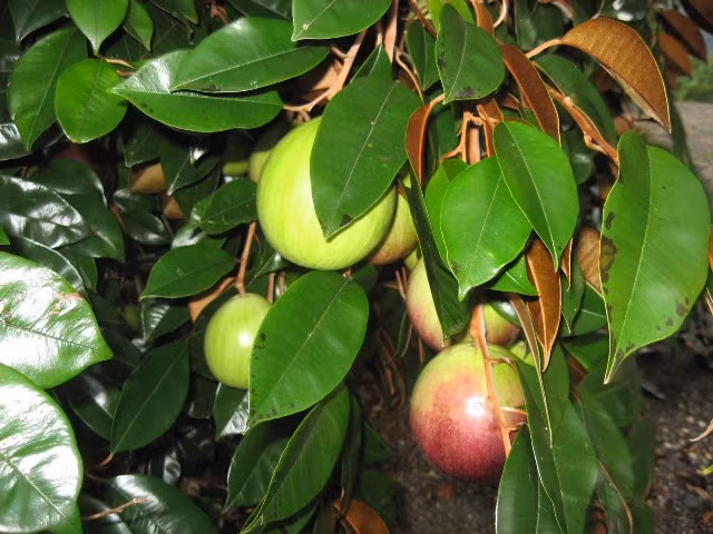 Lá vú sữa dễ tìm, có tác dụng hỗ trợ điều trị bệnh dạ dày rất hiệu quả.