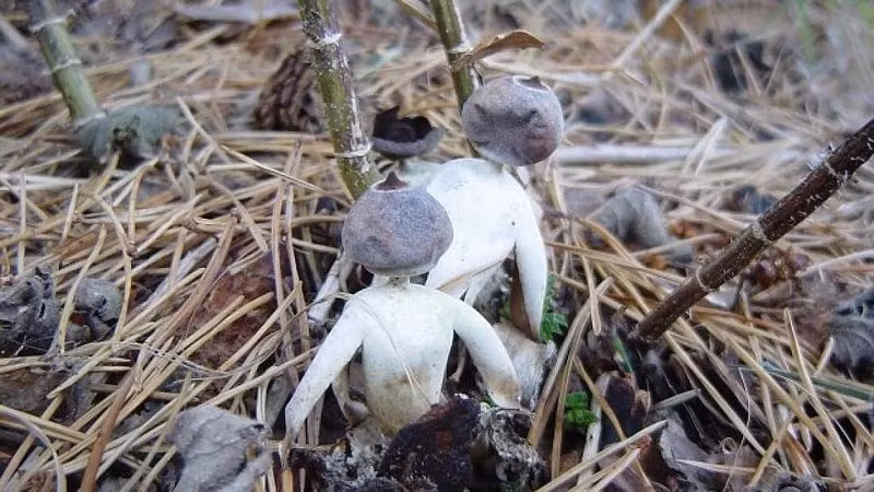 Kinh dị loài nấm mới có hình dạng như người - ảnh 1