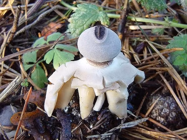 Kinh dị loài nấm mới có hình dạng như người - ảnh 2