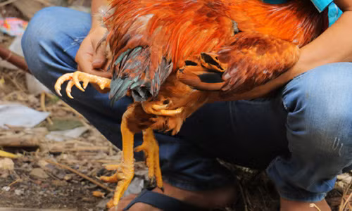 ga trong 4 chan, cap ca loc 14kg tai le hoi o mien tay hinh anh 2