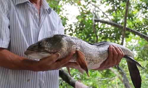 ga trong 4 chan, cap ca loc 14kg tai le hoi o mien tay hinh anh 1