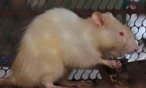 ga trong 4 chan, cap ca loc 14kg tai le hoi o mien tay hinh anh 3