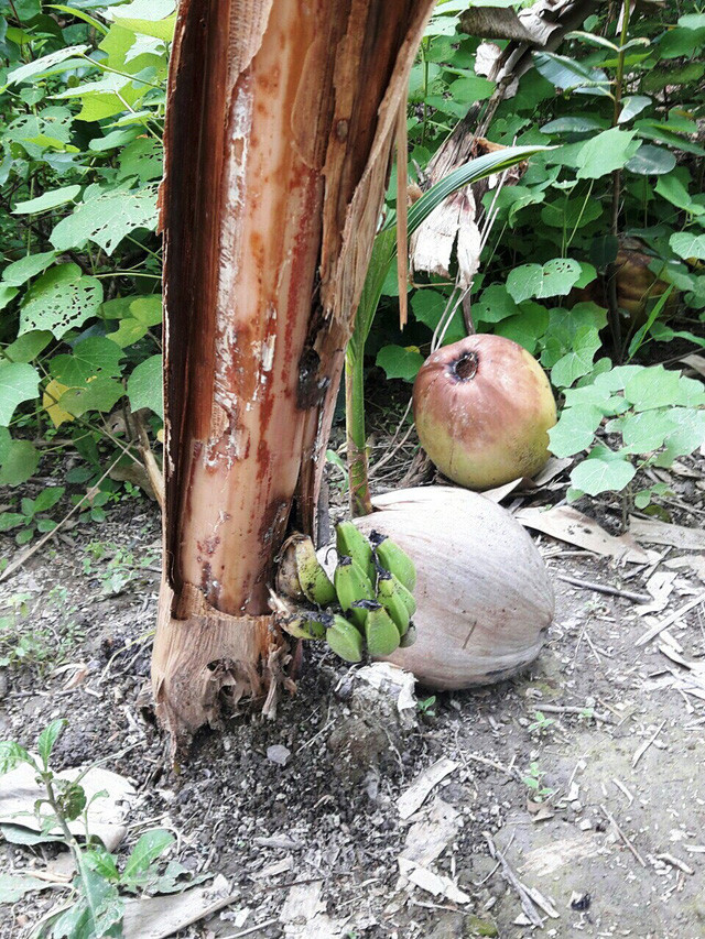 Quái lạ: Cây chuối ốm "vỡ bầu" trên thân sát gốc, có "nhõn" 1 nải hình ảnh 5 quai la: cay chuoi om "vo bau" tren than sat goc, co "nhon" 1 nai hinh anh 5
