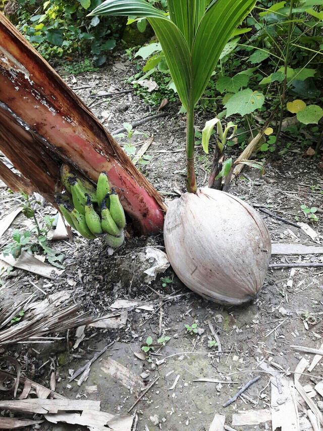Quái lạ: Cây chuối ốm "vỡ bầu" trên thân sát gốc, có "nhõn" 1 nải hình ảnh 1 quai la: cay chuoi om "vo bau" tren than sat goc, co "nhon" 1 nai hinh anh 1