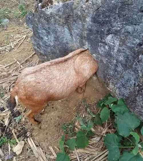 Con dê bị dính chặt phần đầu vào tảng đá.