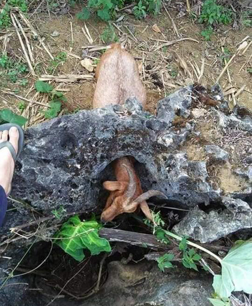 Nihều người tự hỏi con dê có trước hay tảng đá có trước? Nihều người tự hỏi con dê có trước hay tảng đá có trước?