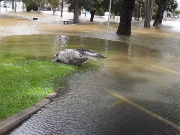 Hoặc trên các con phố ngập nước.