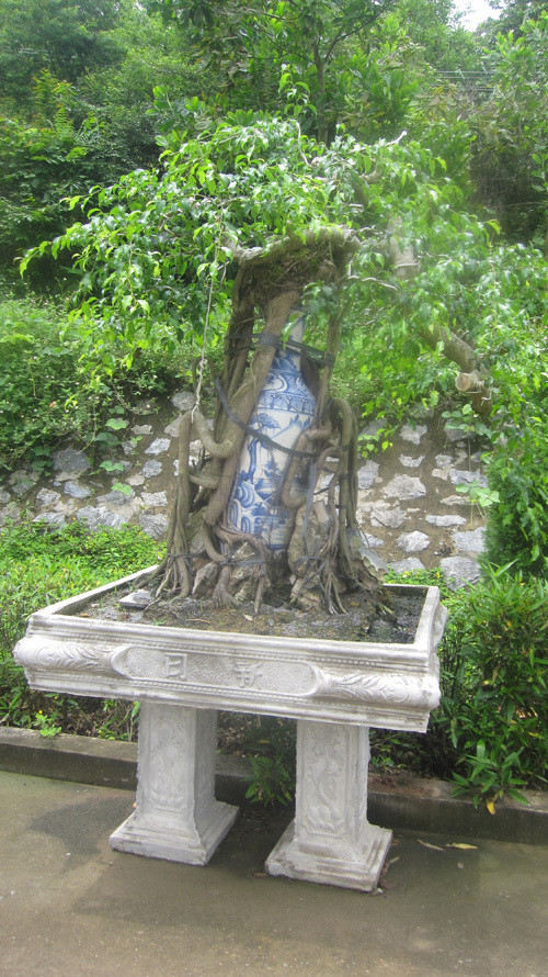 Sự kết hợp giữa bình và cây.