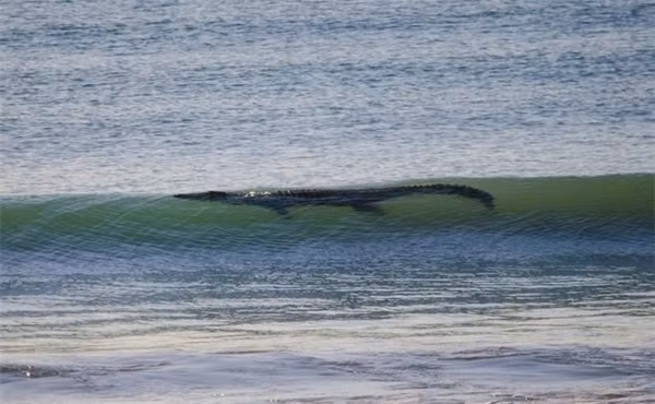 Thỉnh thoảng chúng còn nhảy xuống biển bơi cùng bạn nữa đấy, vì thế nếu muốn đi tắm biển ở Úc thì nên chú ý mọi thứ trăng trắng hoặc đen đen lượn lờ xung quanh mình nhé.