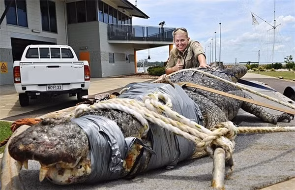 Có một qui luật bất thành văn ở Úc, đó là con gì nguy hiểm thì cũng to, chẳng hạn cá sấu.