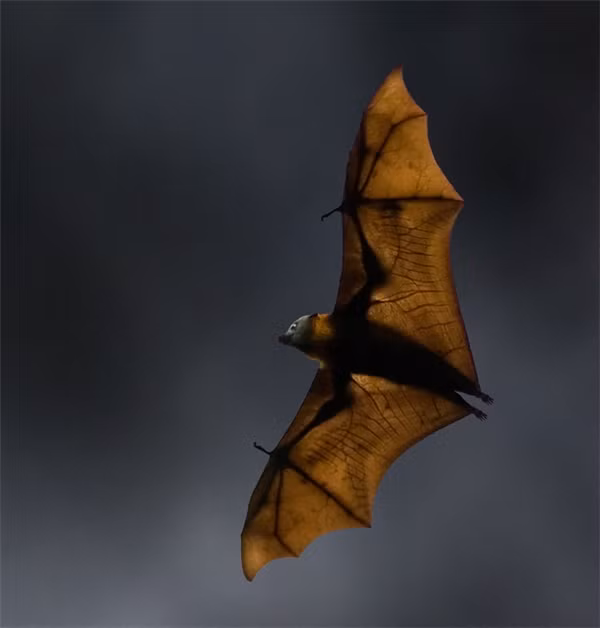 Đầu tiên, dơi quạ (hoặc cáo bay), một trong những loài dơi có kích thước lớn nhất thế giới, rất phổ biến ở đây với cân nặng lên đến hơn 1kg và sải cánh dài 1,5m.