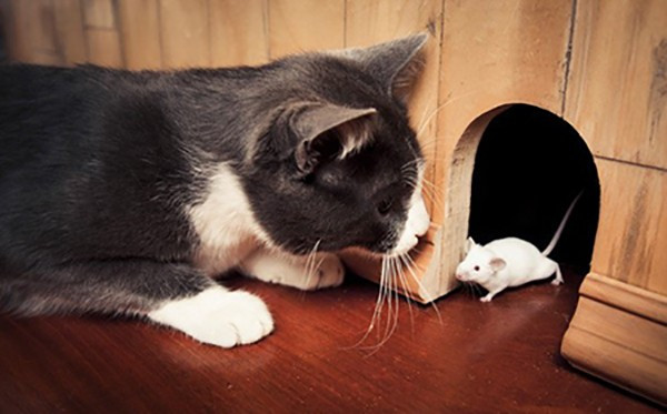 Lý giải vì sao mèo thích tha “chiến lợi phẩm” về nhà