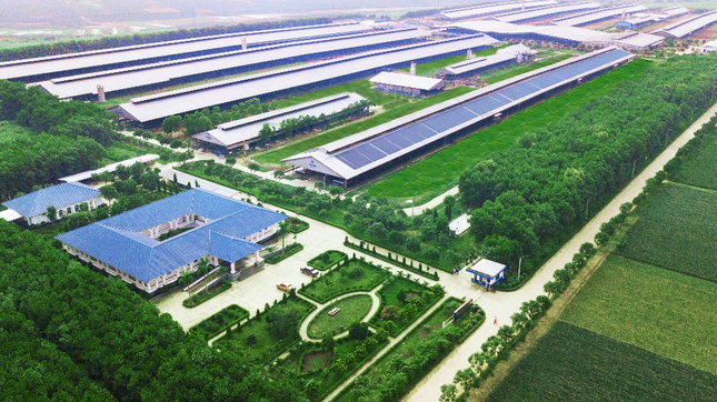 Hệ thống trang trại Green Farm của Vinamilk gồm 3 trang trại tại Thanh Hóa, Quảng Ngãi và Tây Ninh với đàn bò lên tới 20.000 con.