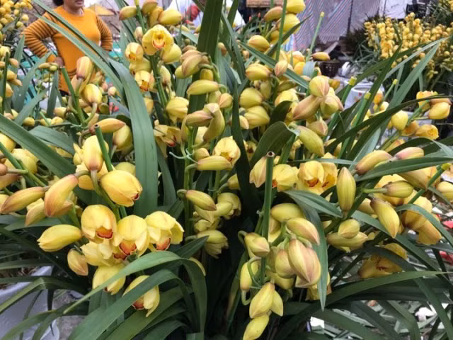 Khu bán địa lan trên Hồ Tây Khu bán địa lan trên Hồ Tây